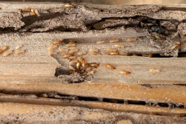 Pest Prevention Services in Ames, IA